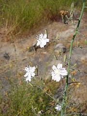 stephanomeria exigua ssp. deanei